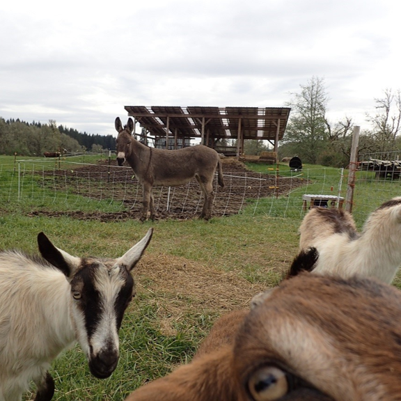 A livestock guardian donkey looks over a herd of goats with a portable electric fence in the background