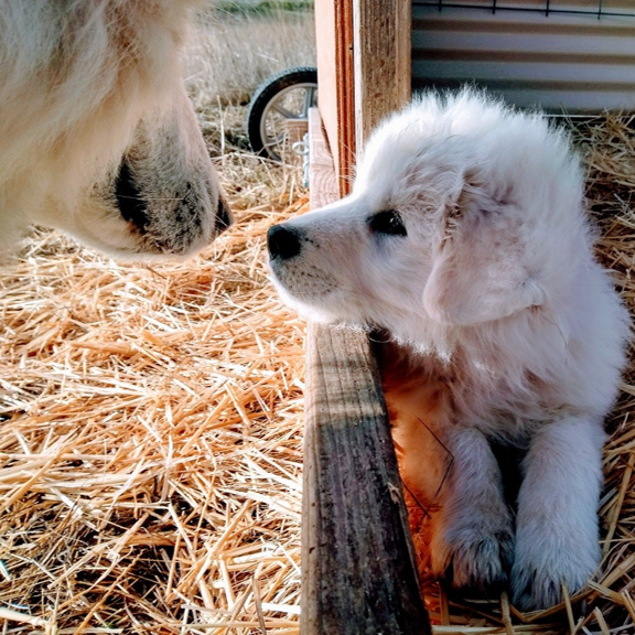 A livestock guardian dog touches noses with a livestock guardian puppy-in-training