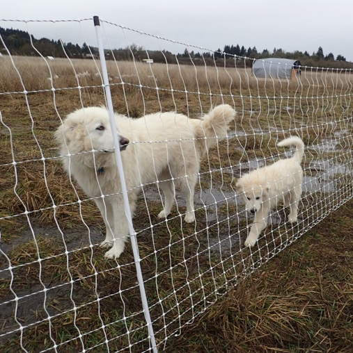 A large livestock guardian dog and puppy walk by a portable electric fence