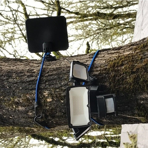 Solar powered motion sense lighting wrapped around a tree branch