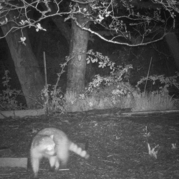 A raccoon walks in front of a wildlife camera that was provided by the AWPP for farmers to find out what was taking their chickens