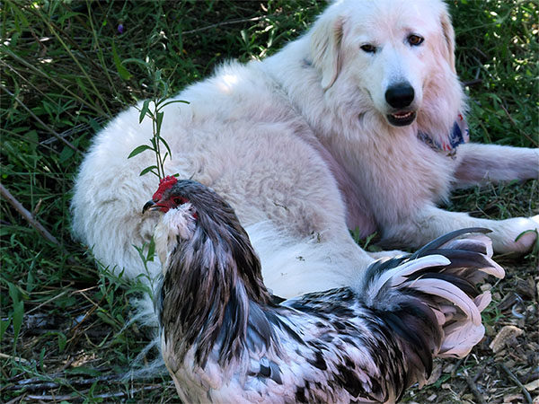 A guardian animal protects a chicken from wildlife predation
